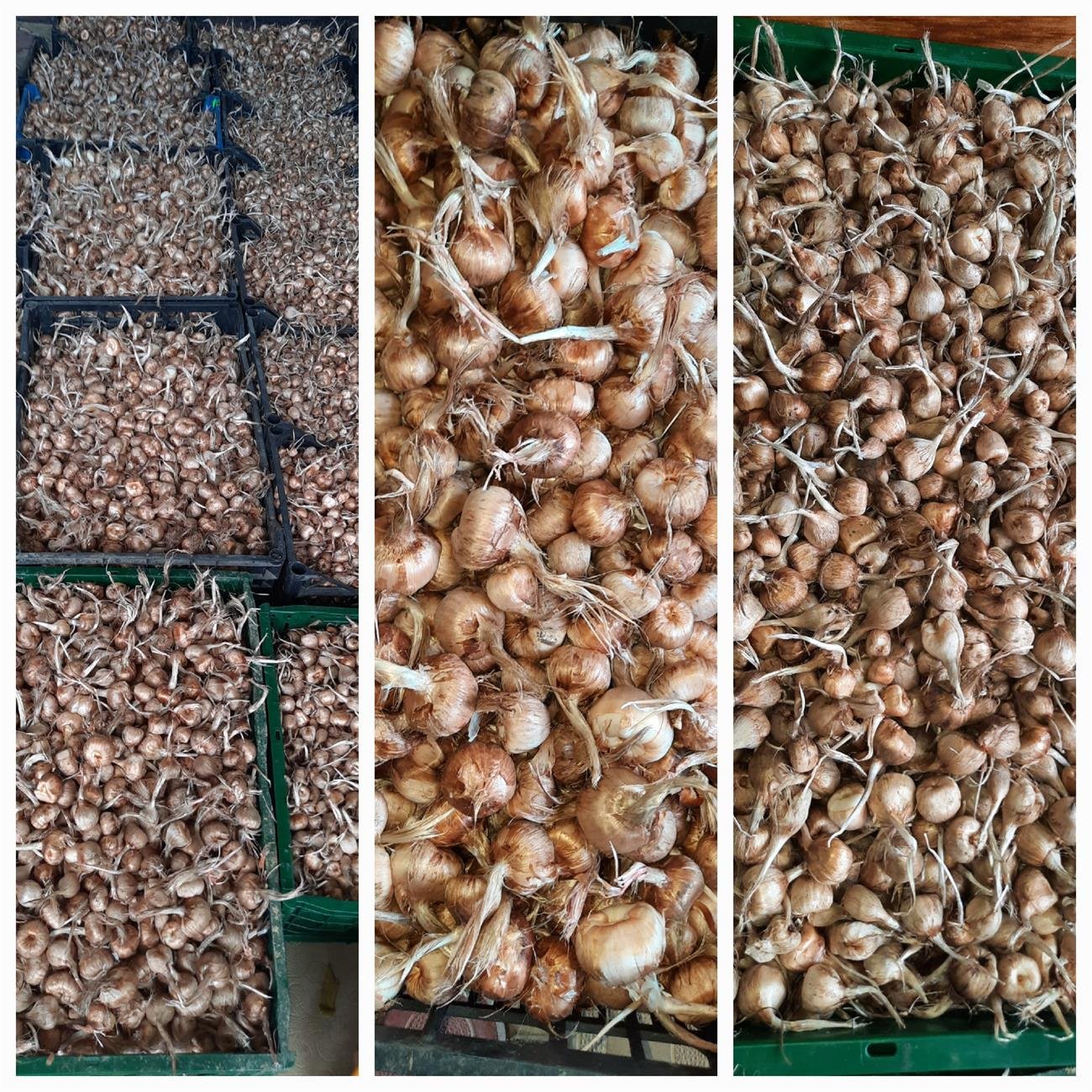 Bulbi Crocus sativus pregătiți pentru plantare în Moldova