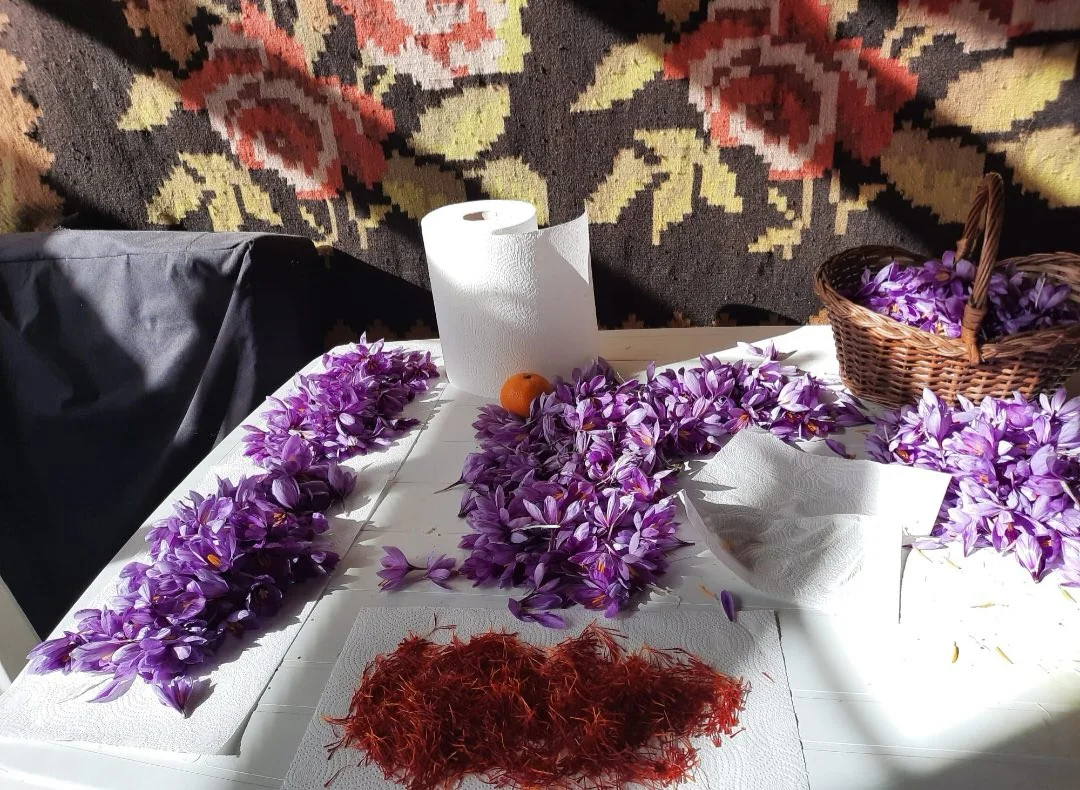 Flori de șofran culese și fire roșii separate manual pe masă